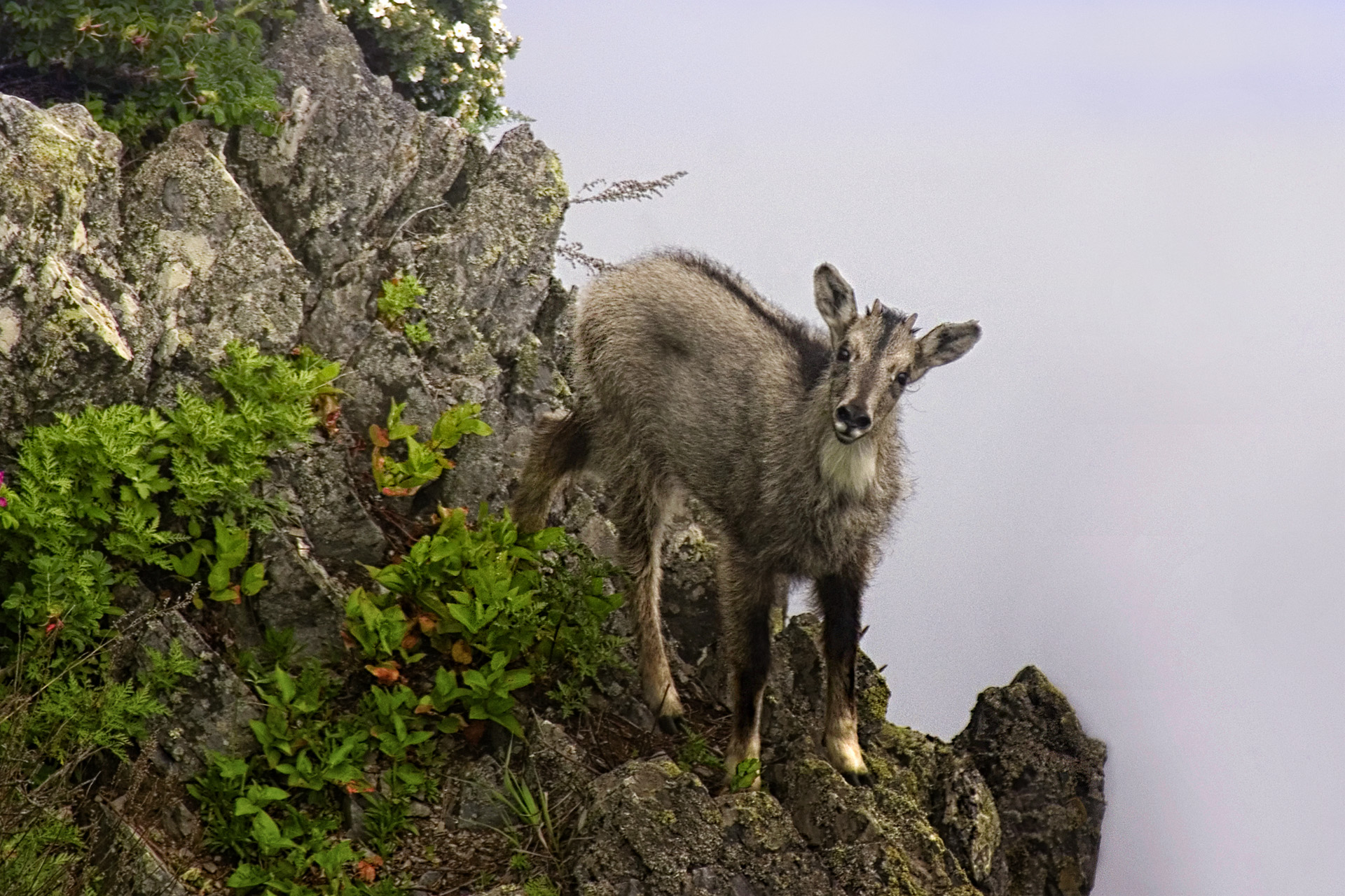 Фото и описание амурский горал