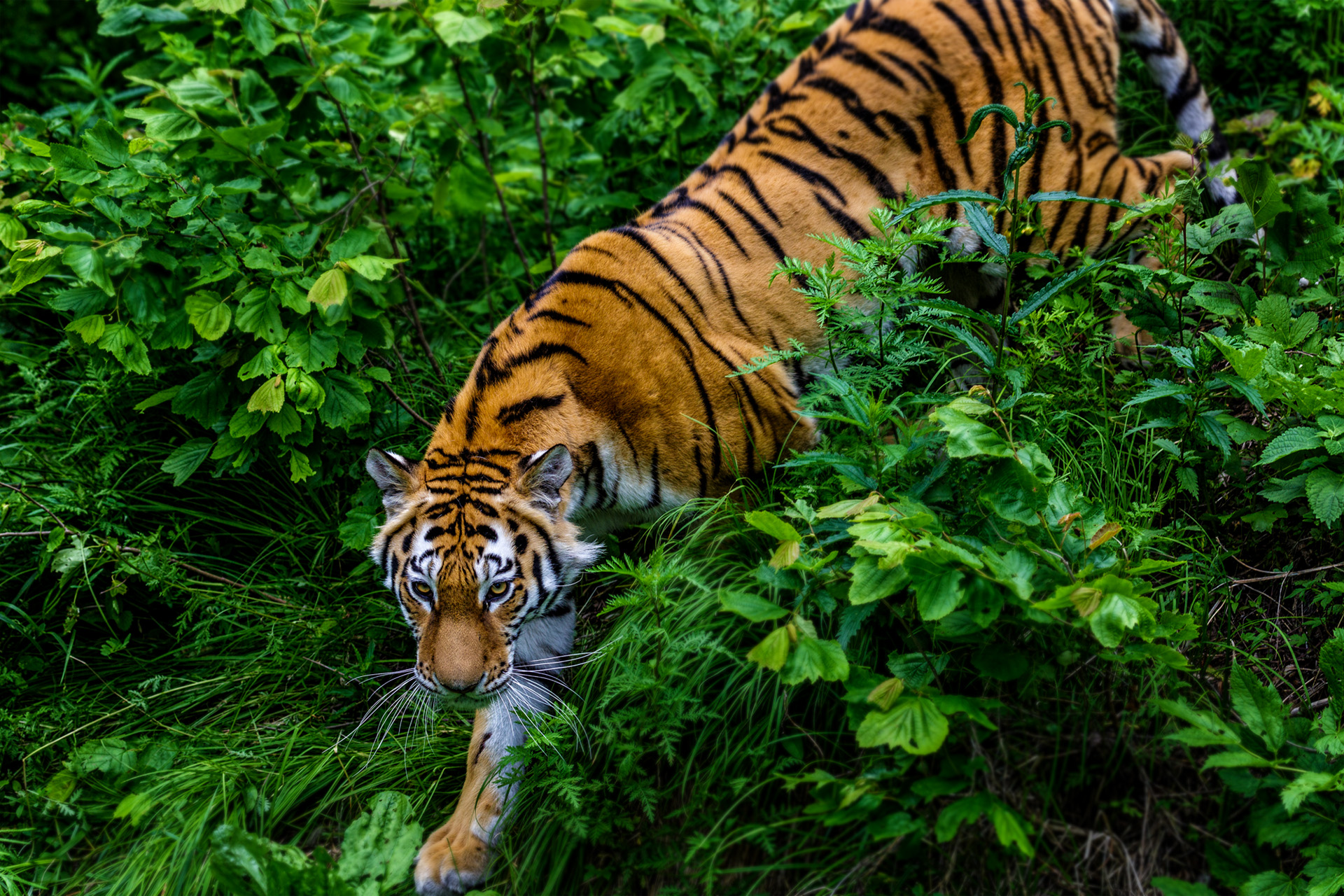Сихотэ-Алинский заповедник животные Амурский тигр