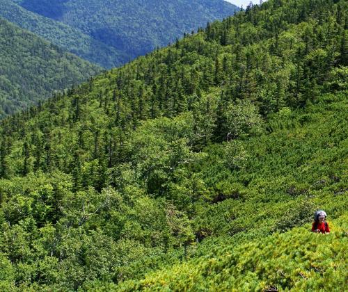 Высокогорный ельник на склонах горы Глухоманка. Территория САБЗ. Фото - Светлана Бондарчук.