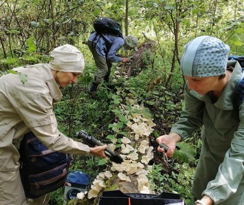 Микологи за работой. Фото: Светлана Бондарчук.