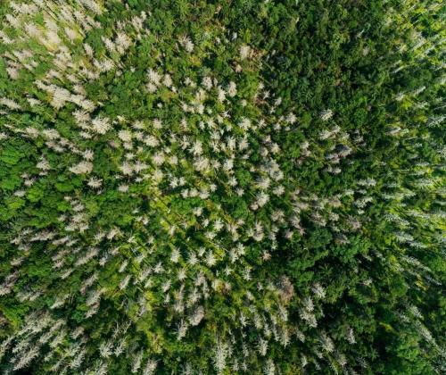 Участки усыхающих елей. Сихотэ-Алинский заповедник. Фото - Ульяна Ледок.