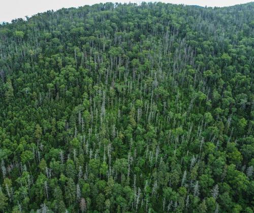 Участки усыхающих елей. Сихотэ-Алинский заповедник. Фото - Ульяна Ледок.