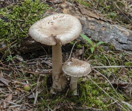 Amanita firma. Фото: Екатерина Малышева.