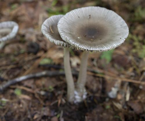 Amanita quasibattarae. Фото: Екатерина Малышева.
