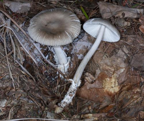 Amanita recondita. Фото: Екатерина Малышева.