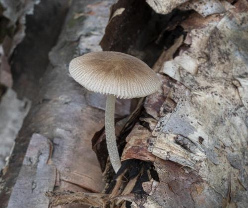 Pluteus svetlanae. Фото: Екатерина Малышева.